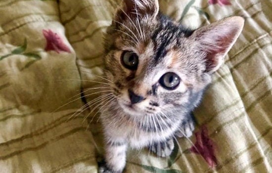 Kittens in Memphis looking for their furr-ever homes
