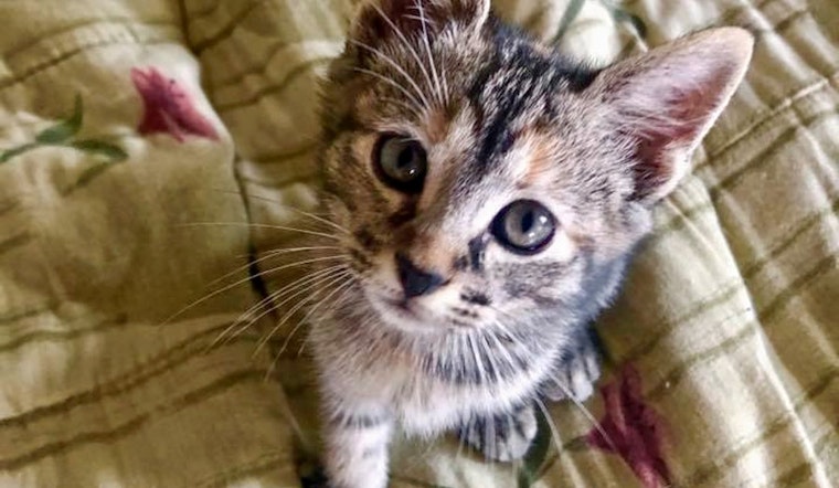 Kittens in Memphis looking for their furr-ever homes