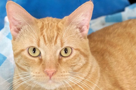 Cats in St. Louis looking for their furr-ever homes