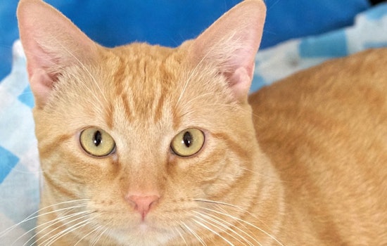 Cats in St. Louis looking for their furr-ever homes