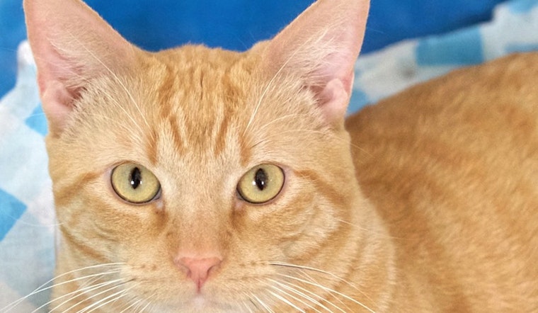 Cats in St. Louis looking for their furr-ever homes