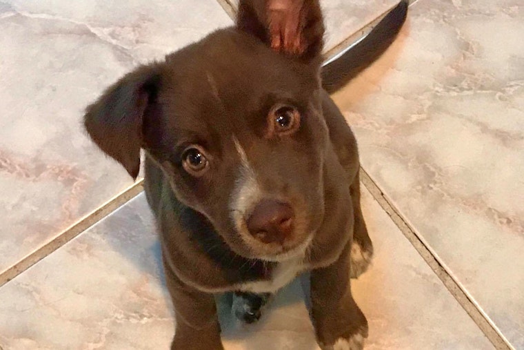 Puppies in Kansas City looking for their furr-ever homes