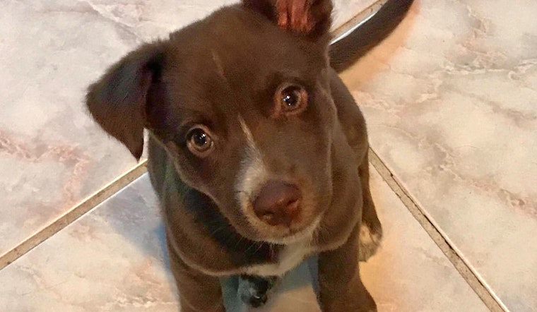 Puppies in Kansas City looking for their furr-ever homes