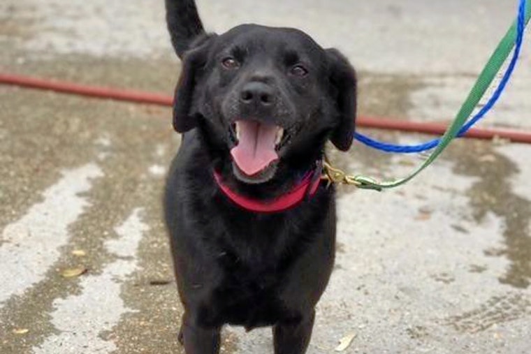 Dogs in New Orleans looking for their furr-ever homes