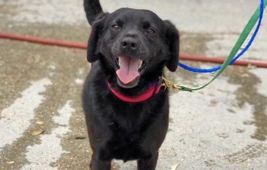 Dogs in New Orleans looking for their furr-ever homes