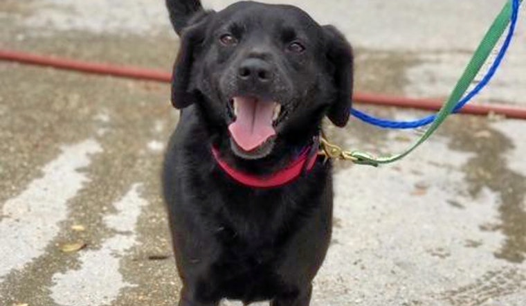 Dogs in New Orleans looking for their furr-ever homes