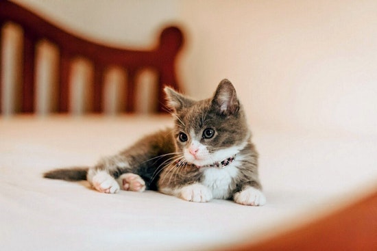 Kittens in Houston looking for their furr-ever homes