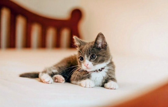 Kittens in Houston looking for their furr-ever homes