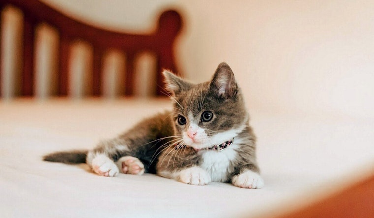 Kittens in Houston looking for their furr-ever homes