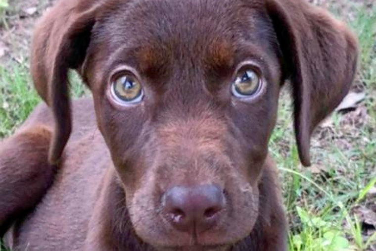 Puppies in San Antonio looking for their furr-ever homes