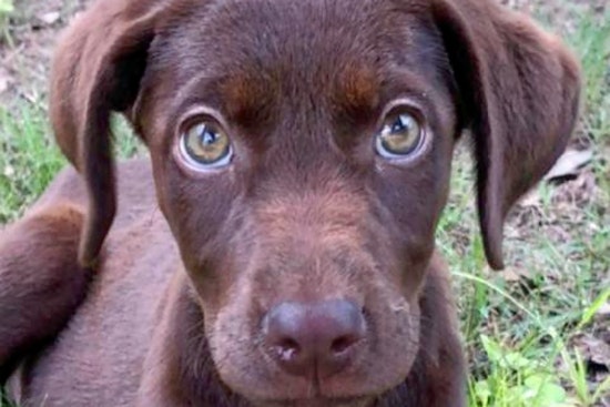 Puppies in San Antonio looking for their furr-ever homes