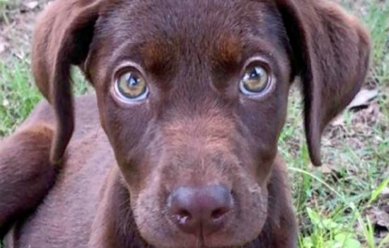 Puppies in San Antonio looking for their furr-ever homes