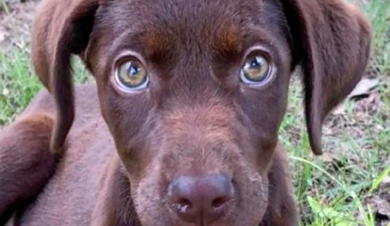 Puppies in San Antonio looking for their furr-ever homes