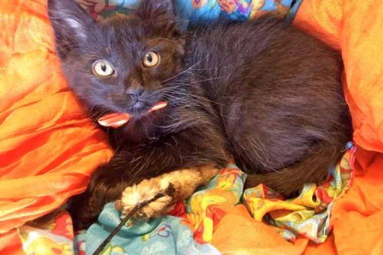 Kittens in Plano looking for their furr-ever homes