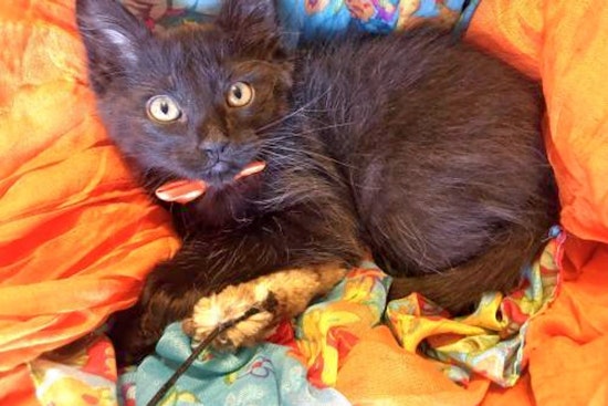 Kittens in Plano looking for their furr-ever homes
