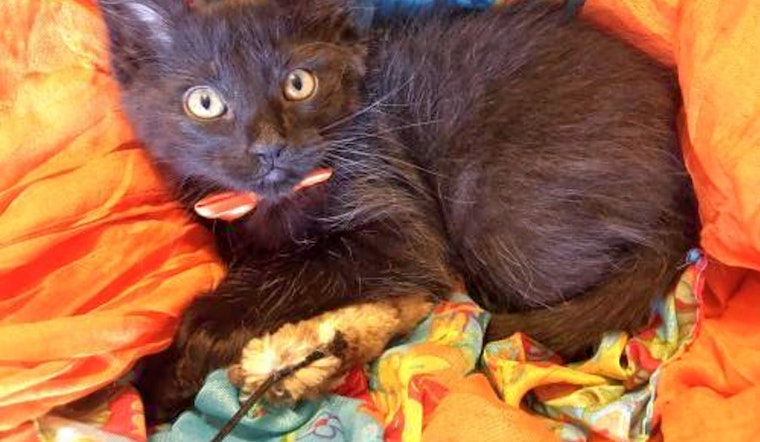 Kittens in Plano looking for their furr-ever homes