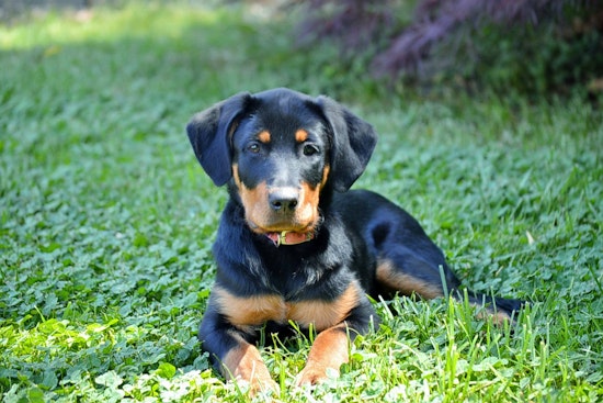Puppies in Arlington looking for their furr-ever homes