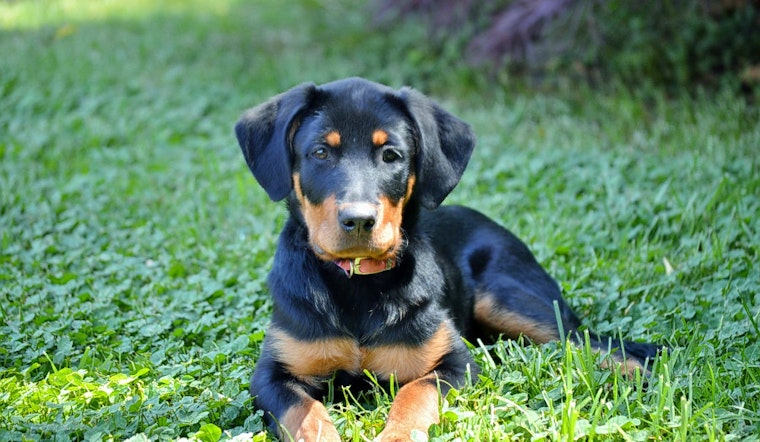 Puppies in Arlington looking for their furr-ever homes