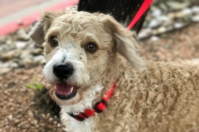 Dogs in Austin looking for their furr-ever homes