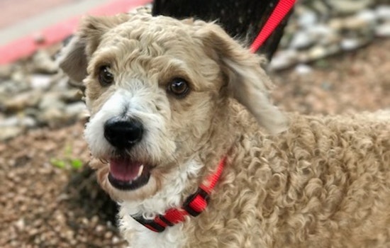 Dogs in Austin looking for their furr-ever homes