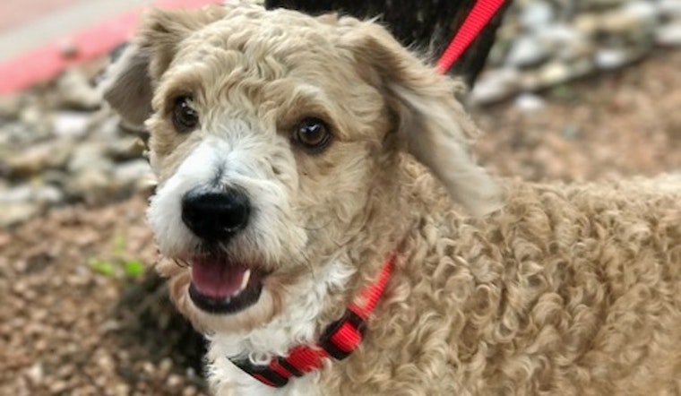 Dogs in Austin looking for their furr-ever homes