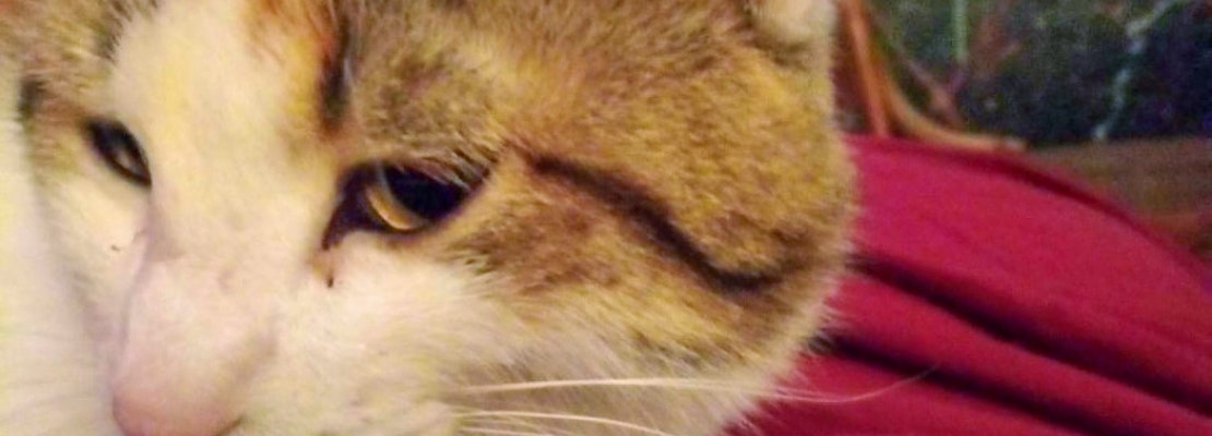 Cats in Omaha looking for their furr-ever homes