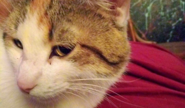 Cats in Omaha looking for their furr-ever homes