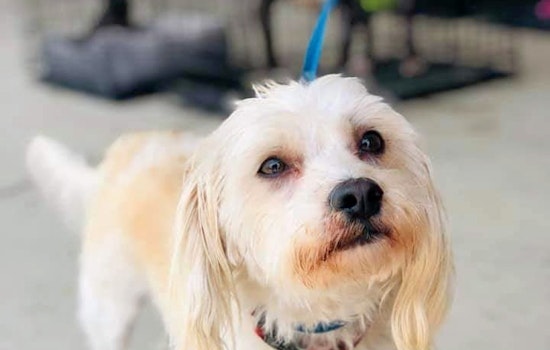 Dogs in Oklahoma City looking for their furr-ever homes