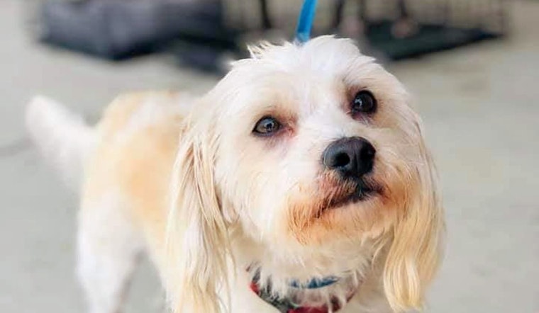 Dogs in Oklahoma City looking for their furr-ever homes