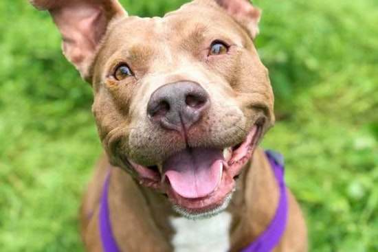 Dogs in Tulsa looking for their furr-ever homes