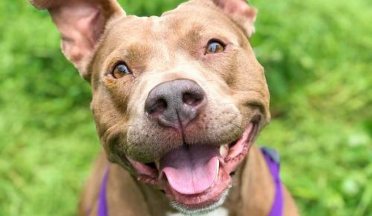 Dogs in Tulsa looking for their furr-ever homes