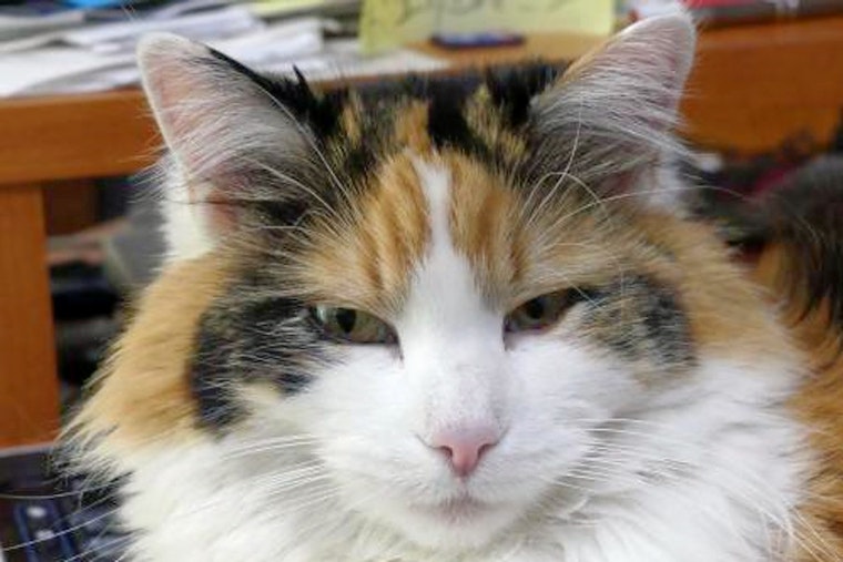 Cats in Denver looking for their furr-ever homes