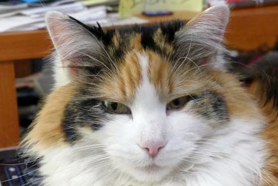 Cats in Denver looking for their furr-ever homes