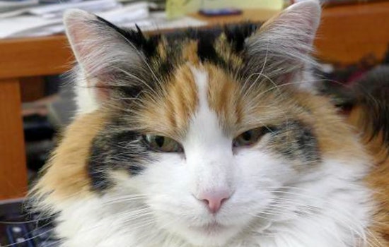Cats in Denver looking for their furr-ever homes