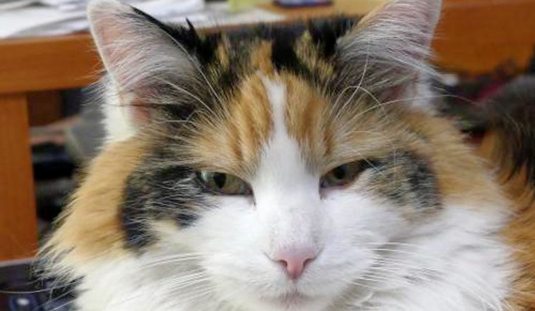 Cats in Denver looking for their furr-ever homes