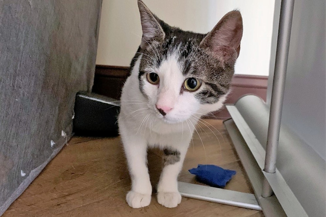 Kittens in Aurora looking for their furr-ever homes