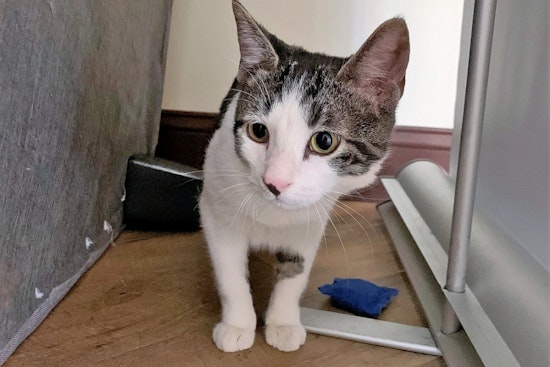 Kittens in Aurora looking for their furr-ever homes