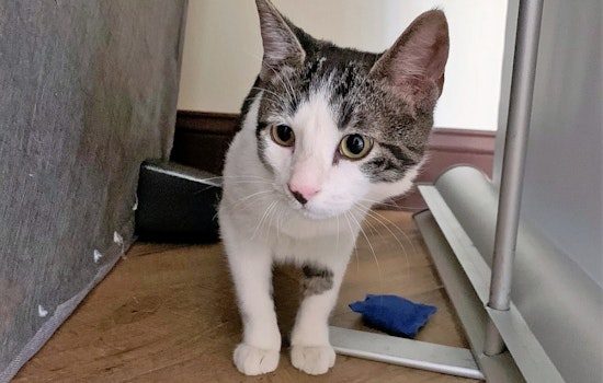 Kittens in Aurora looking for their furr-ever homes