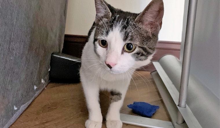 Kittens in Aurora looking for their furr-ever homes