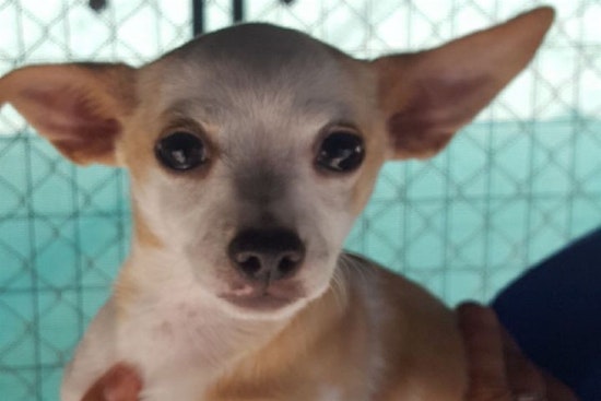 Puppies in Fresno looking for their furr-ever homes