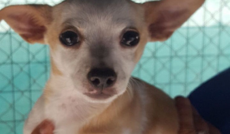 Puppies in Fresno looking for their furr-ever homes