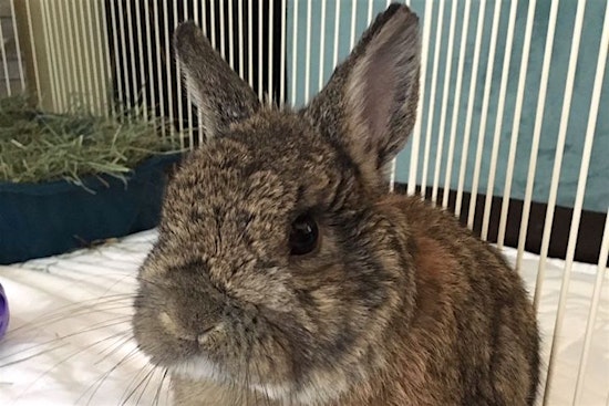 Purr-fect pets for adoption in and around Sacramento