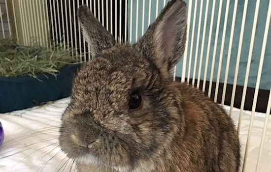 Purr-fect pets for adoption in and around Sacramento
