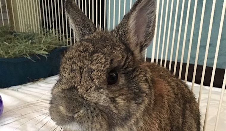 Purr-fect pets for adoption in and around Sacramento