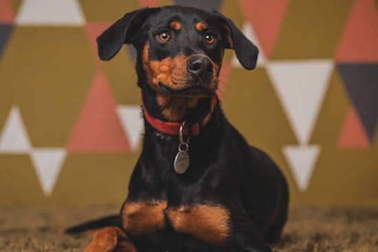 Dogs in Portland looking for their furr-ever homes