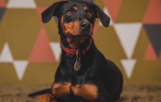 Dogs in Portland looking for their furr-ever homes
