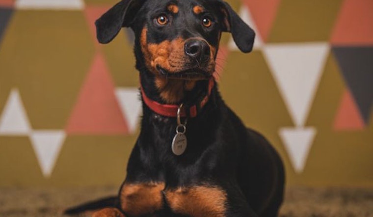 Dogs in Portland looking for their furr-ever homes