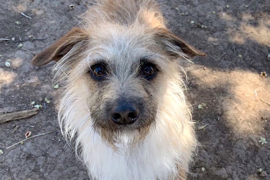 Puppies in Phoenix looking for their furr-ever homes