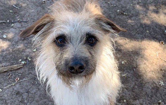 Puppies in Phoenix looking for their furr-ever homes