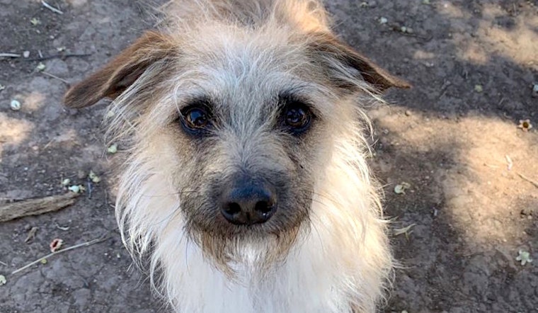 Puppies in Phoenix looking for their furr-ever homes